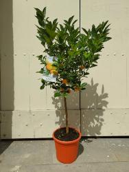 Arbre agrume calamondin