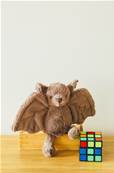 Doudou chauve -souris 18 cm Jellycat