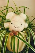 Peluche chou-fleur 20 cm Jellycat