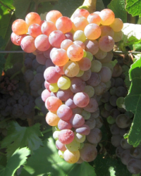 Vin blanc GRECE Moschofilero 75cl