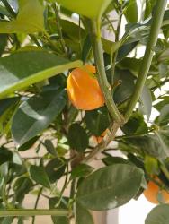 Arbre agrume calamondin