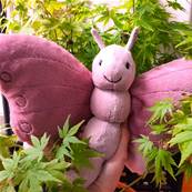 Doudou Béatrice butterfly Jellycat