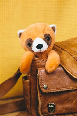 Peluche Raton laveur roux Bashful Raccoon Jellycat