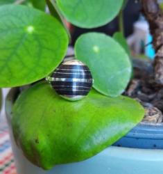 Bague touareg argent et ébène ronde Homme / Femme