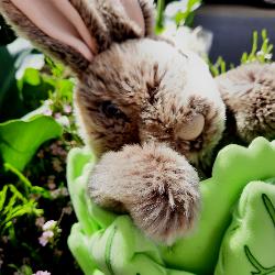 Marionnette lapin dans sa laitue
