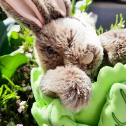 Marionnette lapin dans sa laitue