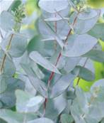 Brume d'oreiller RESPIR spray BIO 50ml Eucalyptus Romarin et lavandin