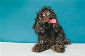 Peluche Chien pourri