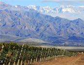 VIN rouge Argentine Zuccardi série A Malbec