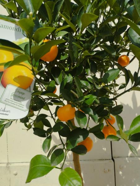 Arbre agrume calamondin