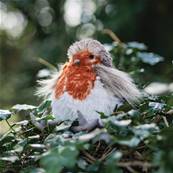Rouge gorge Robin Wrendale