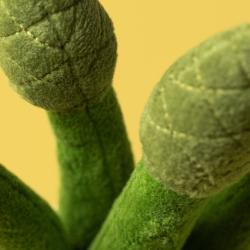Peluche Jellycat amuseables asparagus